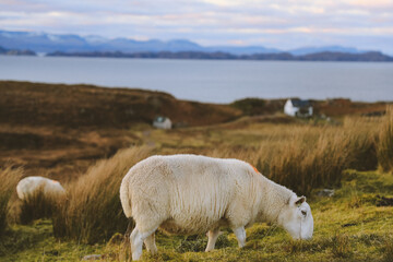 Obraz premium Sheep eating grass, Kalnakill, Scottish highlands