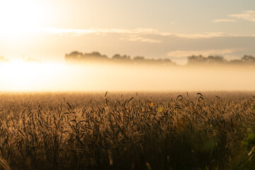 morgendlicher Nebel über Getreidefeld, schönes Landleben in der Natur, Ähren und Morgentau 
