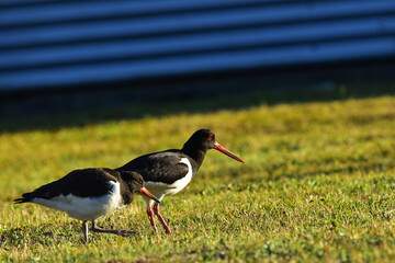 Austernfischer spazieren in der Stadt