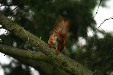 Naklejka na ściany i meble rotes Eichhörnchen auf einem Ast, Sammeln für den Winterschlaf, Tiere im Garten