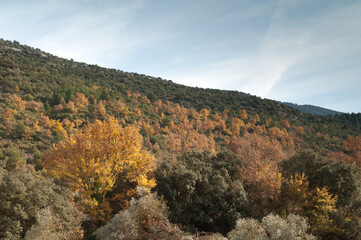 Forest in the Natural Park of the Mountains and Canyons of Guara. Huesca. Aragon. Spain.