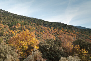 Forest in the Natural Park of the Mountains and Canyons of Guara. Huesca. Aragon. Spain.