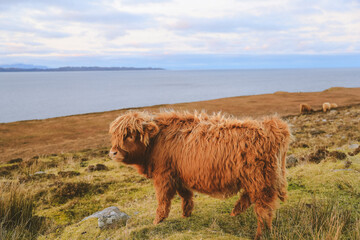 Highland cattle in winter, Kalnakill, Scottish highlands