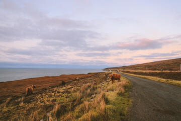 Highland cattle in winter, Kalnakill, Scottish highlands