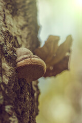 Mushrooms on a tree trunk in the forest.
