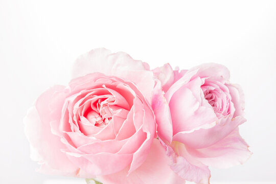 Romantic banner, delicate white roses flowers close-up. Fragrant crem pink petals