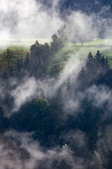 Fototapeta na wymiar Silhouette of forest with dense fog.