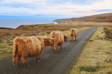 Highland cattle on Country road, Kalnakill, Scottish highlands