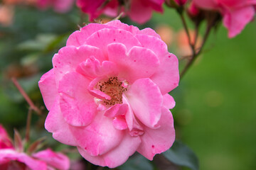 Blossom Rose Anna Livia in the garden