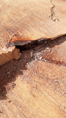 The shadow of the cut tree 2	