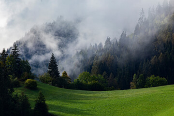 Silhouette of forest with dense fog.
