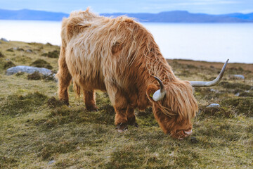 Highland cattle in winter, Kalnakill, Scottish highlands