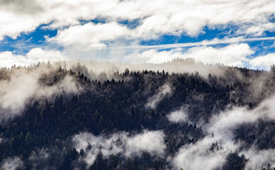 Silhouette of forest with dense fog.
