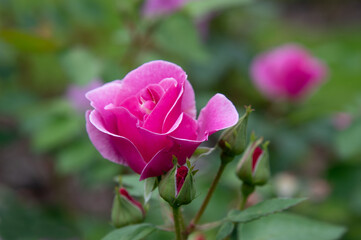 Rose Lucky blossom in the garden