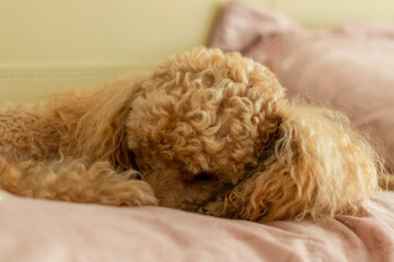 A sad little apricot poodle sleeps on a bed on a pillow.