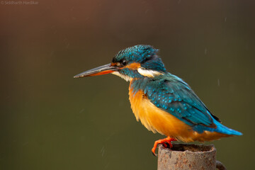 Common Kingfisher/ Small blue kingfisher.