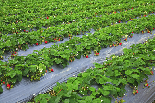 Taiwan Miaoli Taiwan Miaoli Dahu Dongxing Village Strawberry Field