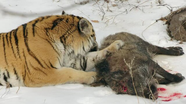 Siberian tiger eating its wild boar prey