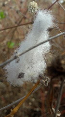 Bugs in the tangle of thread - Shrubs	 - 3