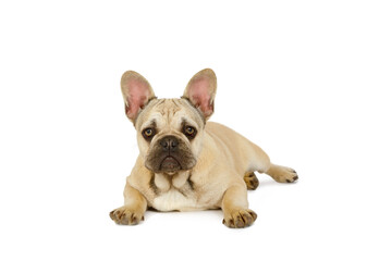 Cute six month old French bulldog puppy lying against a white background