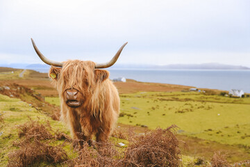 Highland cattle in winter, Kalnakill, Scottish highlands