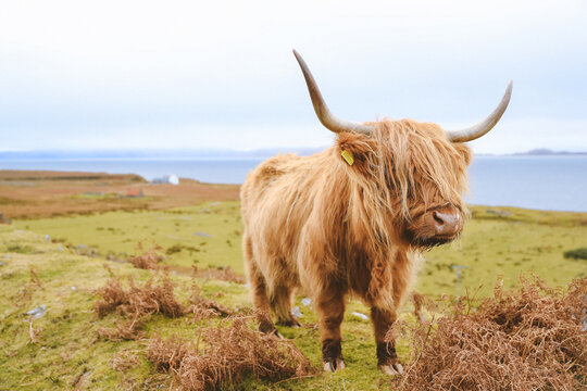 Highland cattle in winter, Kalnakill, Scottish highlands