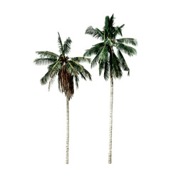 Obraz premium Isolate coconut tree on the white background.