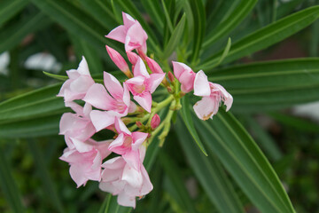 pink nerium oleander with green leaf