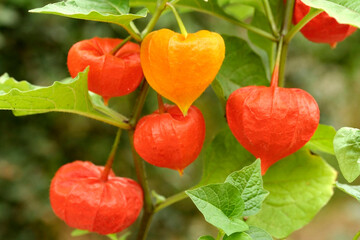 Chinese lantern (Physalis alkekengi) © Emilio Ereza