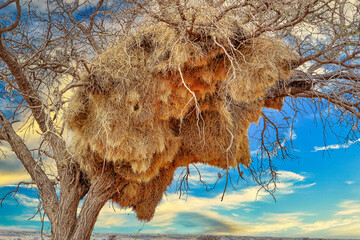 Namibia nido pajaros tejedores