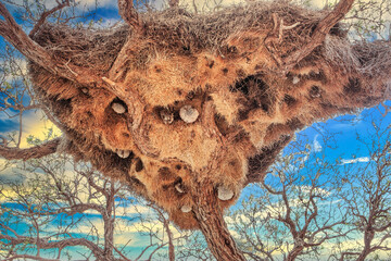 Namibia nido pajaros tejedores