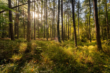 Promienie słoneczne w lesie między drzewami