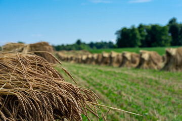 Amish / mennonite wheat / barley bails of straw waiting to be thrashed.  Marco and close up photographs.  Holmes County Ohio.  Mid summer harvest of winter wheat.  Selective focus/ bokeh 