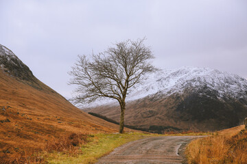 Roadside tree, James Bond - Skyfall Szene , Glen Etive, Scottish highlands