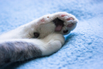 Soft fuzzy paws of a cat sleeping on the bed