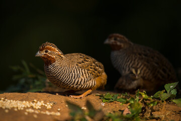 A beautiful Indian bird perched