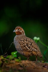A beautiful Indian bird perched