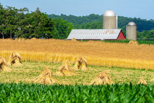 Red Barn in front of Amish / mennonite wheat / barley bails of straw waiting to be thrashed.  Marco and close up photographs.  Holmes County Ohio.  Mid summer harvest of winter wheat