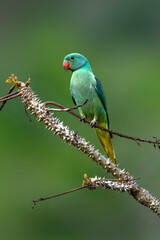 A beautiful Indian bird perched