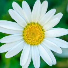 Fototapeta premium Macro / close up of white daisy with yellow center and selective focus / bokeh background.