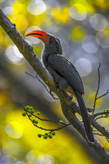 A beautiful Indian bird perched