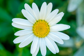 Macro / close up of white daisy with yellow center and selective focus / bokeh background.