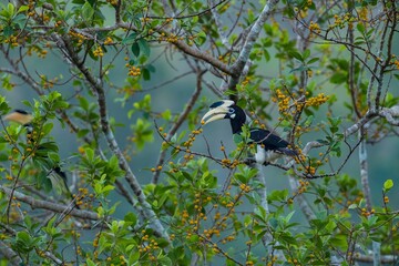 A beautiful Indian bird perched