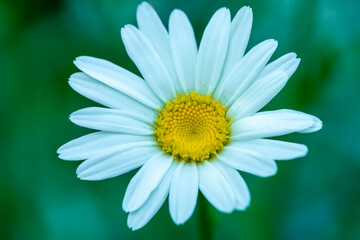 Macro / close up of white daisy with yellow center and selective focus / bokeh background.