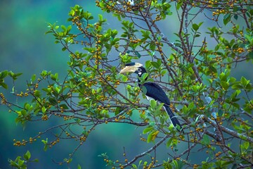 A beautiful Indian bird perched