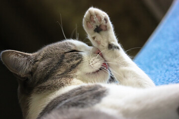 A striped cat is licking paw lying in bed