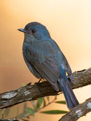 A beautiful Indian bird perched