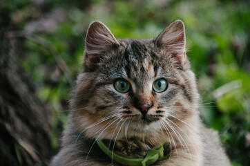 Naklejka na ściany i meble Beautiful cat's with green eyes portrait close up on natural background in autumn garden