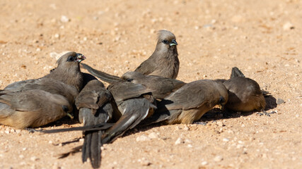 A group of speckled mousebirds feeding on the ground