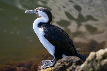 Little pied cormorant standing on a rock near water